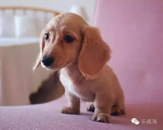 威海最全的宠物店汇总!喵奴汪主人还不速速收藏!