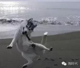 养哈士奇是什么心理,养只哈士奇的真实感受