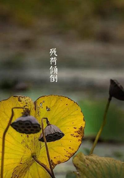 白露节气饮白露茶,暑退凉风起闲饮白露茶