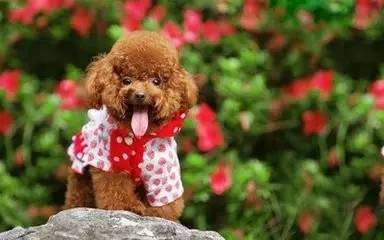 从事会计工作的优缺点,从事会计工作的前景