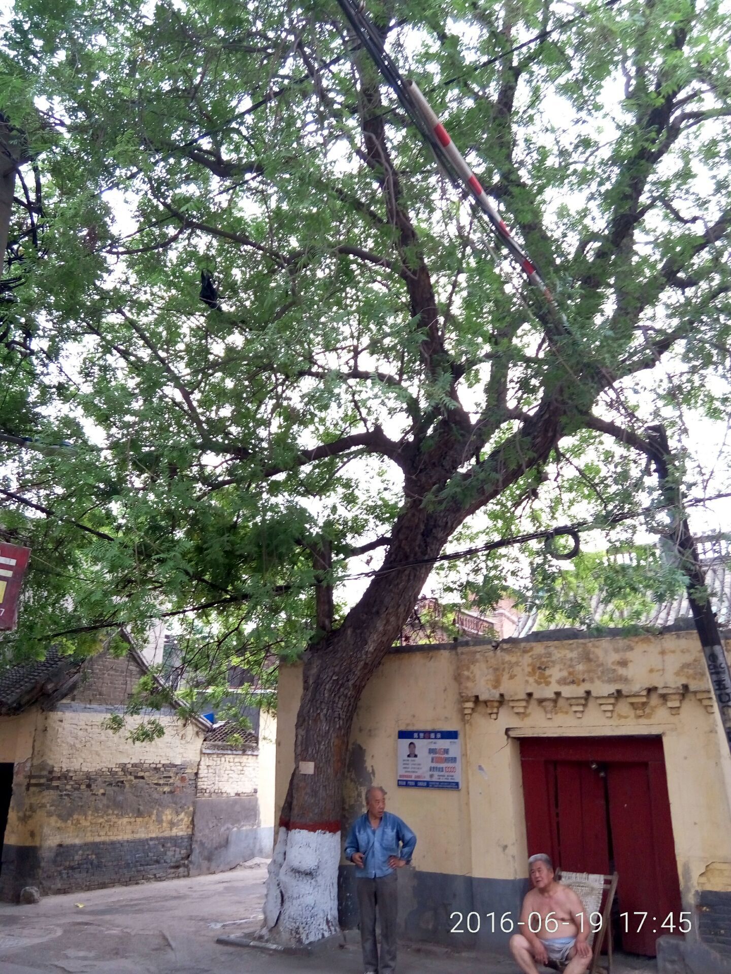 河南千年以上的古树在哪里,安阳十大奇特古树