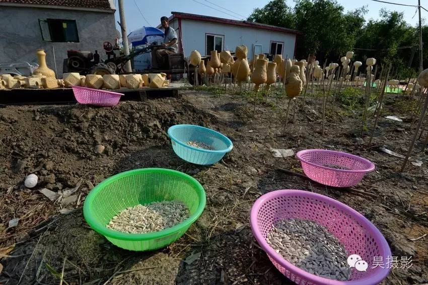 葫芦迷的“八不正瓶”