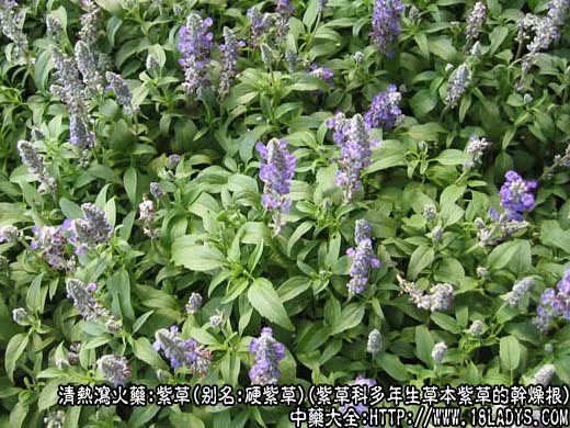 小时候，就是这几分钱的草药治好了姐姐的烧伤