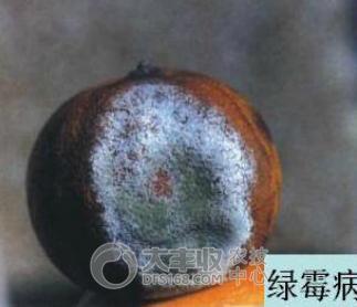 柑橘储藏的最佳方法,柑橘贮藏保鲜的八种方法果农必看