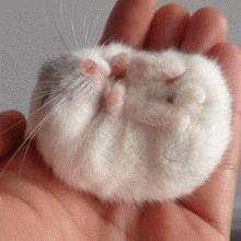 盘点萌死人不偿命的生物动图，看完也觉得自己萌萌哒