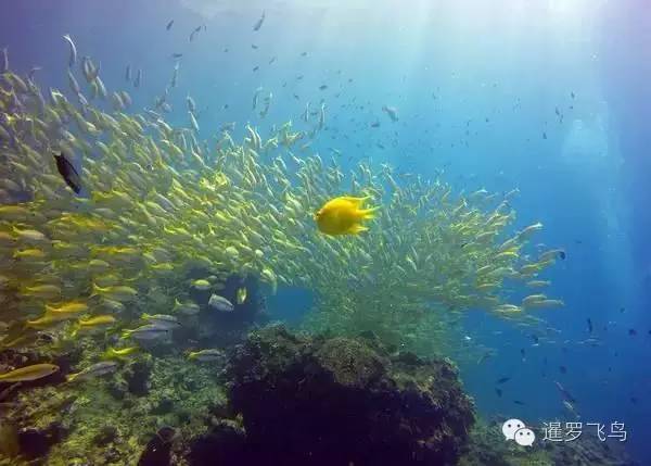 泰国沙美岛潜水有套路吗,泰国普吉岛潜水泳镜