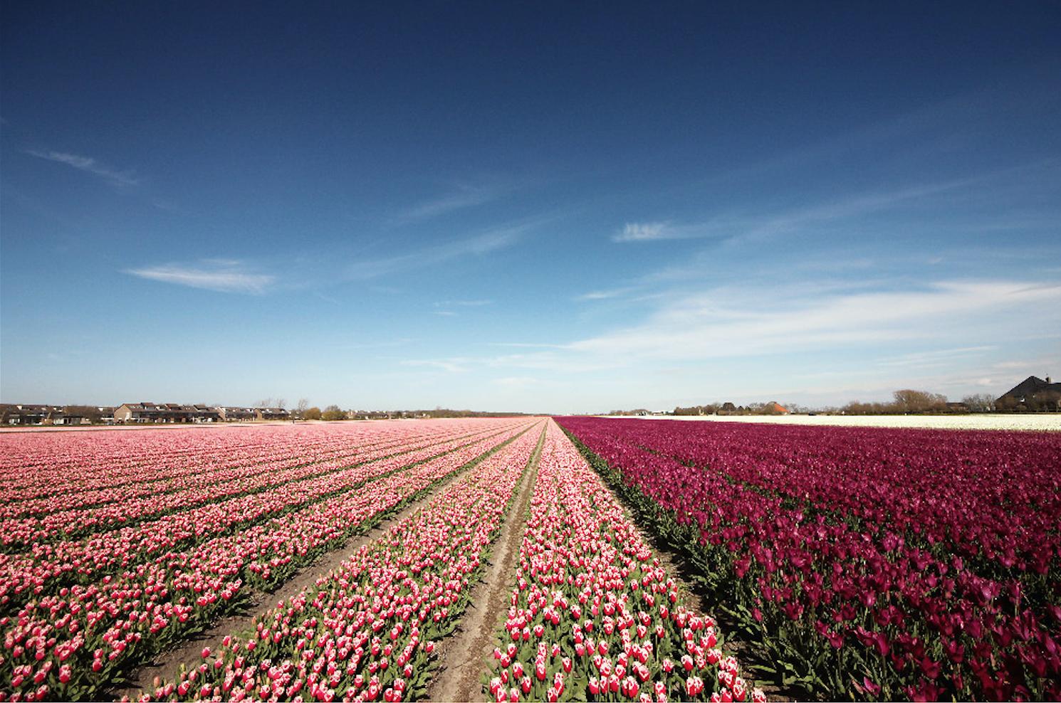 菲施芙悦优雅上线还原古皇室宫廷护肤秘诀