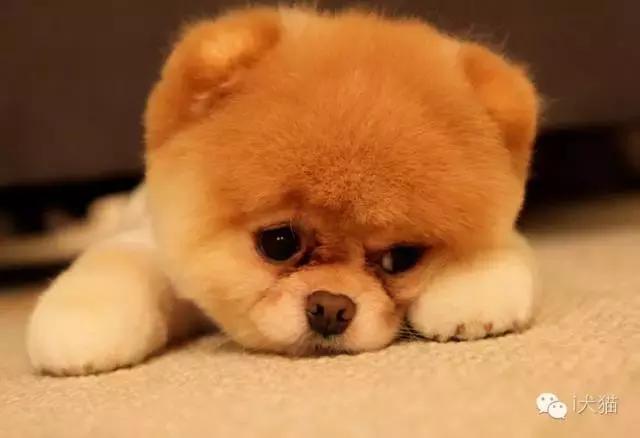 兽医宠物骨折,狗狗骨折7周了还容易再次骨折吗