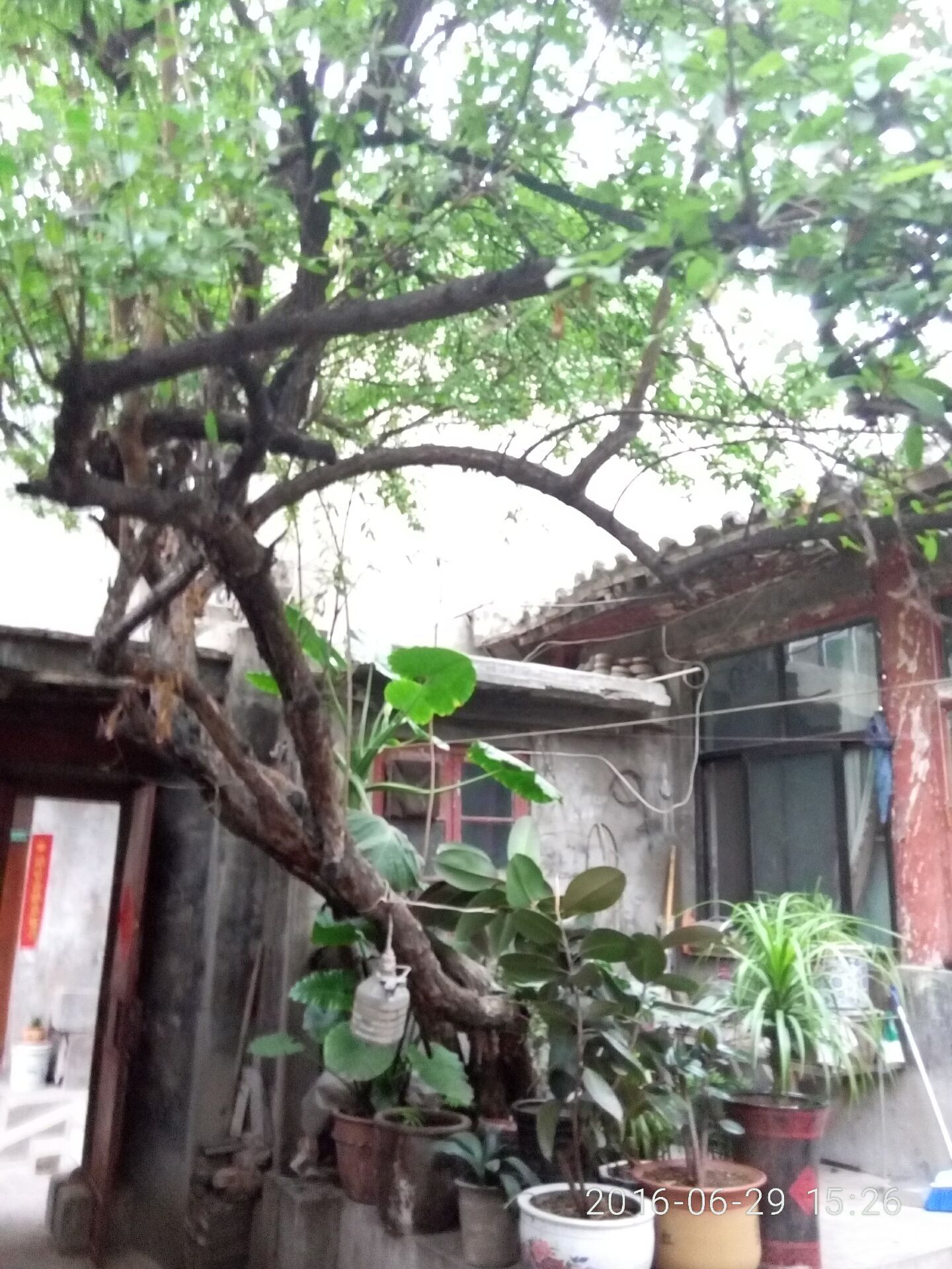 河南千年以上的古树在哪里,安阳十大奇特古树