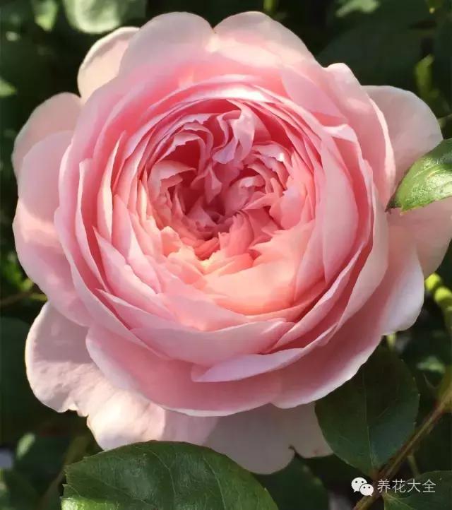 冰淇淋月季快开花的样子 (夏花标准的月季)