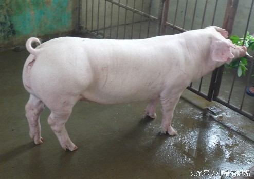 猪疫苗过敏怎么处理,猪对药物过敏的症状