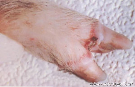 猪发生口蹄疫后正确的处理方法,猪口蹄疫水泡破了会好了吗