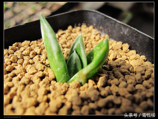 仙人球瑞云牡丹的养殖方法,瑞鹤多肉怎么养