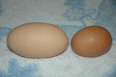 买鸡蛋打碎了什么征兆,鸡蛋生出来畸形的怎么回事