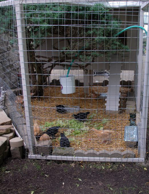 100只小鸡育雏室建造,500只小鸡育雏室搭建