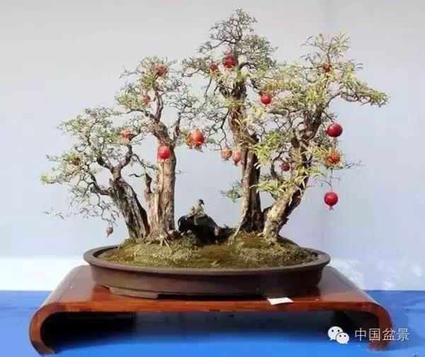 中秋赏桂花吃月饼,中秋佳节吃团圆