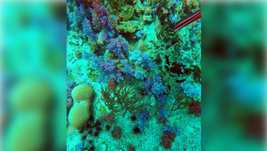 泰国南部丽贝岛翡翠海,泰国丽贝岛风景粉色珊瑚