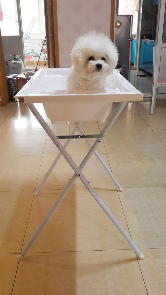 比熊怎么喂省钱,比熊自己做饭的健康食谱