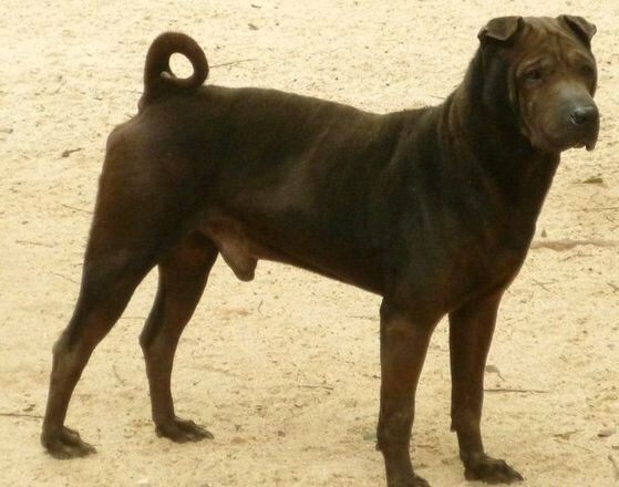 纯纯的土狗,纯纯的小土狗