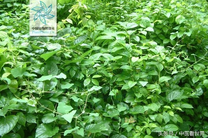 千古毒药，华丽转身为现代治疗类风湿、肾病、肿瘤的良药！