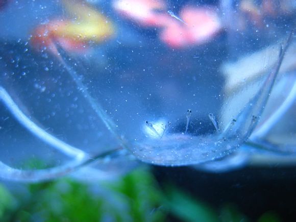 斑马鱼的养殖方法和注意事项,小观赏鱼斑马鱼怎么养好