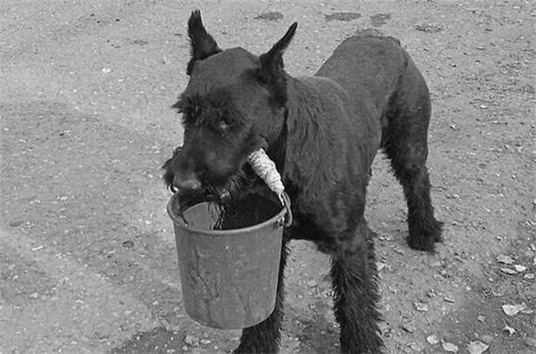 狗狗自愿帮主人干活,狗狗每次遛弯指甲都磨出血