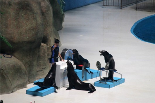 泉城海洋极地世界门票,泉城海洋极地世界儿童的收费标准