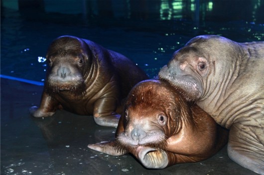 泉城海洋极地世界门票,泉城海洋极地世界儿童的收费标准