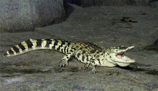 泉城海洋极地世界门票,泉城海洋极地世界儿童的收费标准