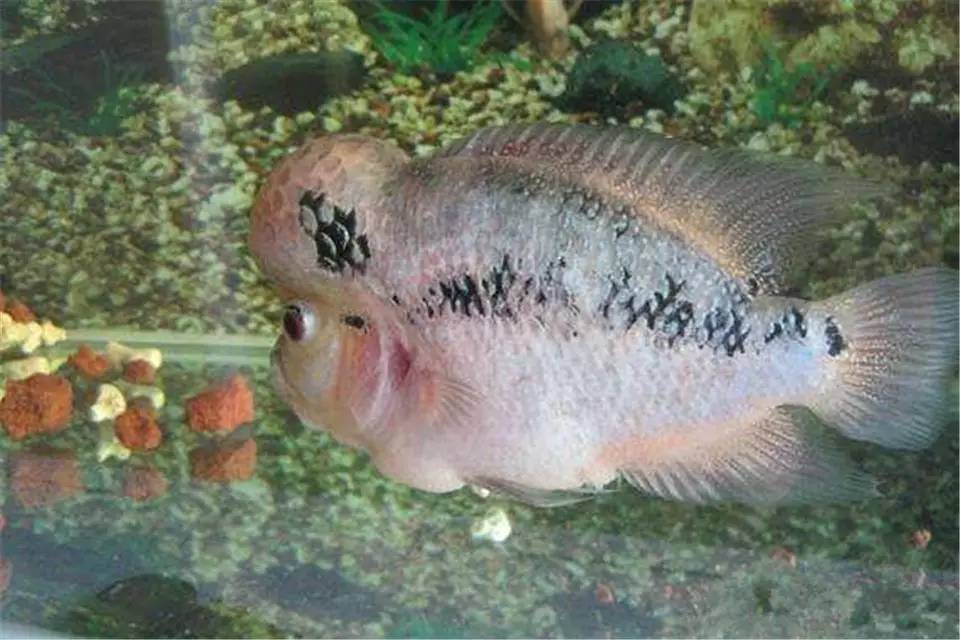 怎么养才能让罗汉鱼变色,养好罗汉鱼的6个技巧