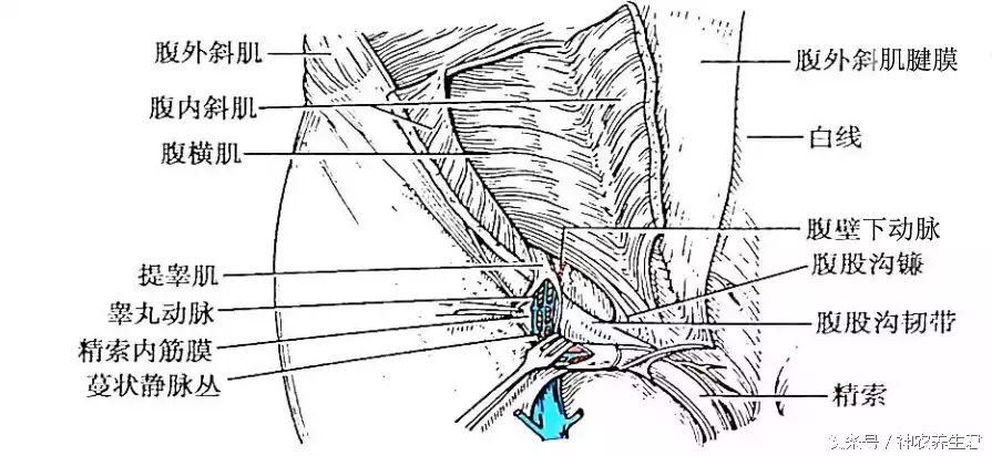 十大常见运动损伤部位及防治,运动损伤最容易出现部位