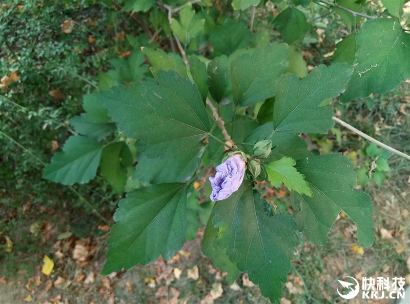 魅族魅蓝max跑分,魅族1699元