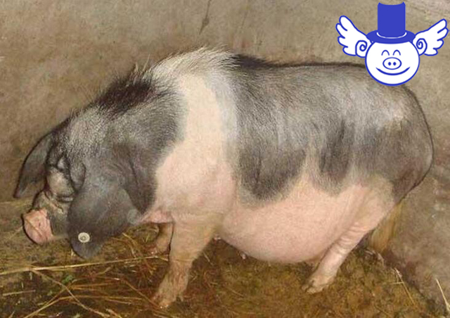 秋季怀孕母猪容易流产怎么办？懂得科学保健就不用怕了！