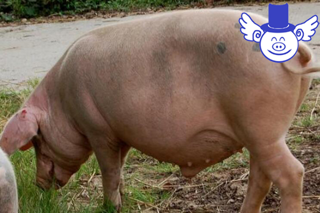 秋季怀孕母猪容易流产怎么办？懂得科学保健就不用怕了！