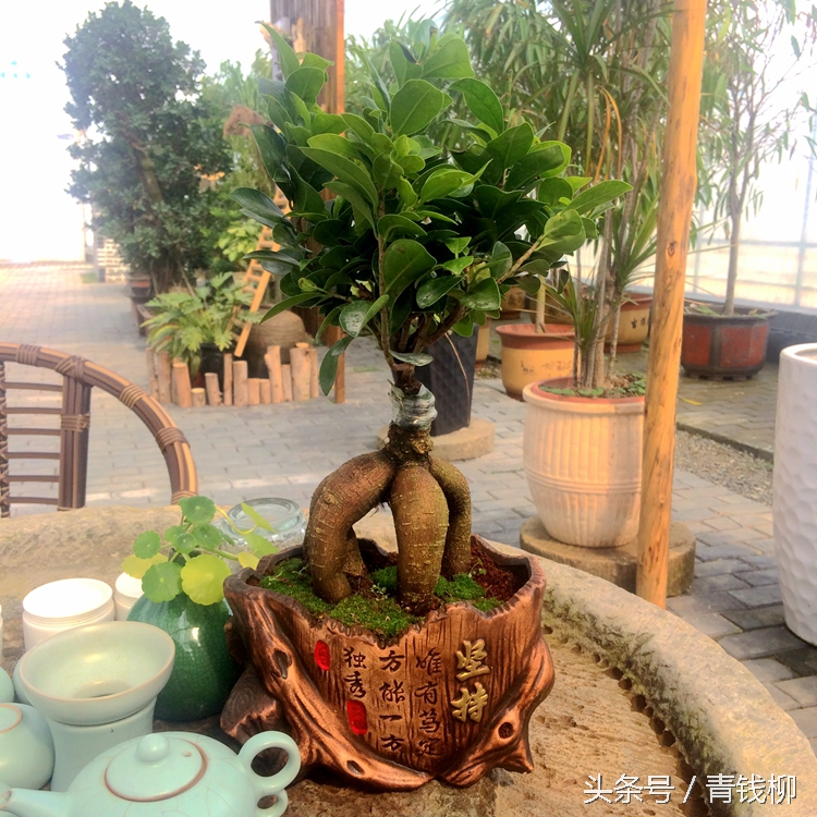 盆栽榕树过冬的温度,榕树盆栽怎么样移栽