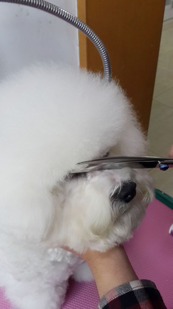 比熊怎么喂省钱,比熊自己做饭的健康食谱