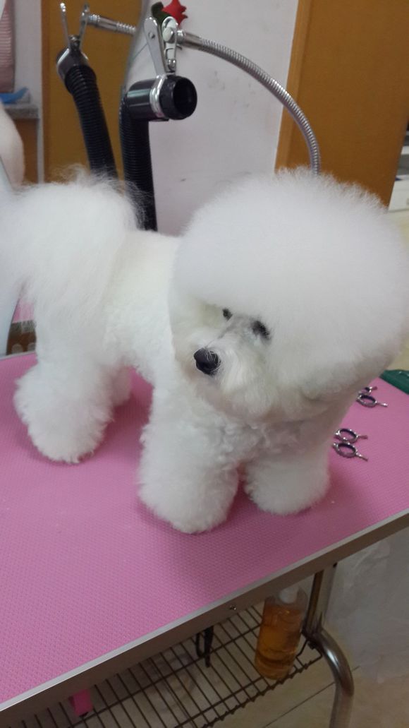 比熊怎么喂省钱,比熊自己做饭的健康食谱