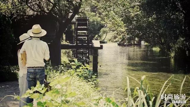 芥末山葵辣根到底是什么关系 (山葵和芥末和辣根是同一个东西嘛)