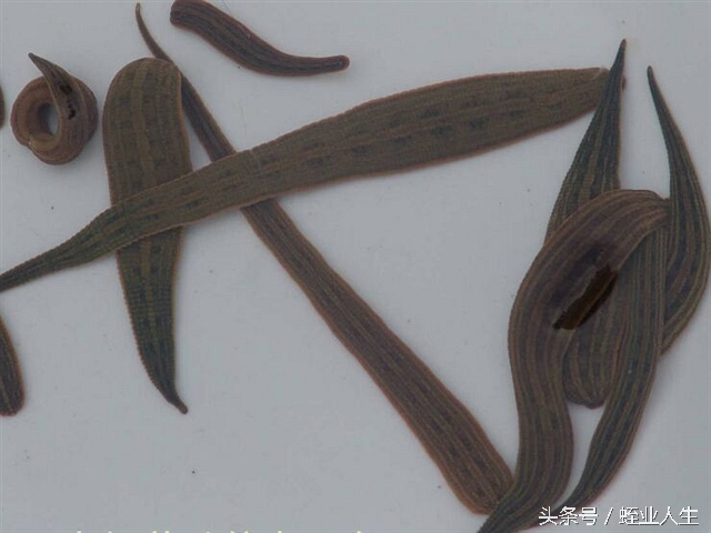 损失惨重的养殖水蛭,水蛭养殖是否是骗局呢