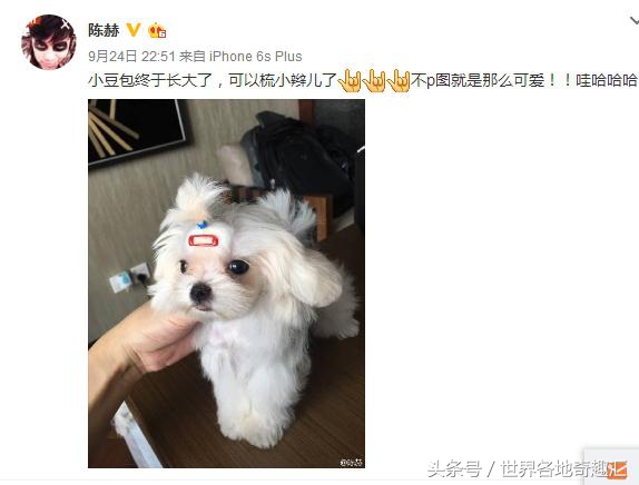 陈赫抱猫咪是什么猫,陈赫养了多少只猫