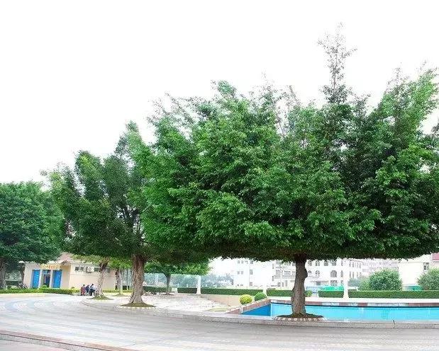 我是海南人我为海南代言,我是兴宁人