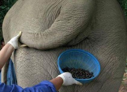 象屎咖啡的来历,象屎咖啡