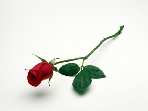 家中可以种玫瑰花吗,其实在家种玫瑰花的方法很简单