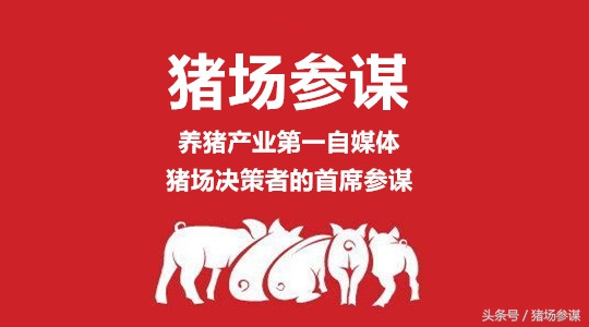 老鼠养猪全过程,养猪场有老鼠怎么解决