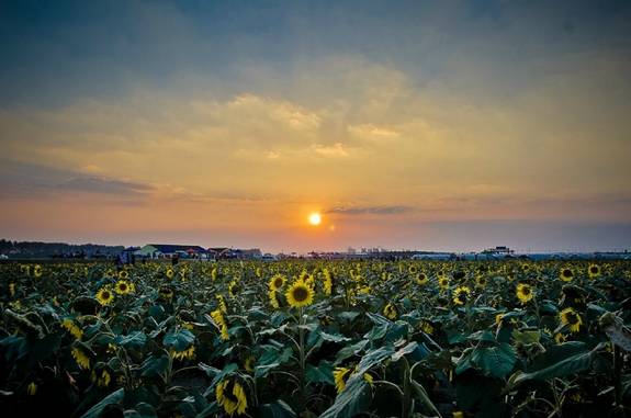 南京国庆假期有哪些免费景点推荐,国庆期间南京有哪些景点免费