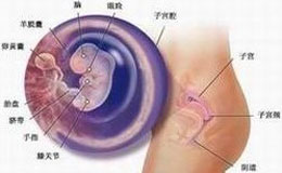 怀孕倒计时10周,宝宝孕育周刊