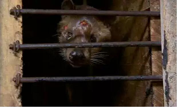 猫屎咖啡真相大揭秘,猫屎咖啡的真实生活