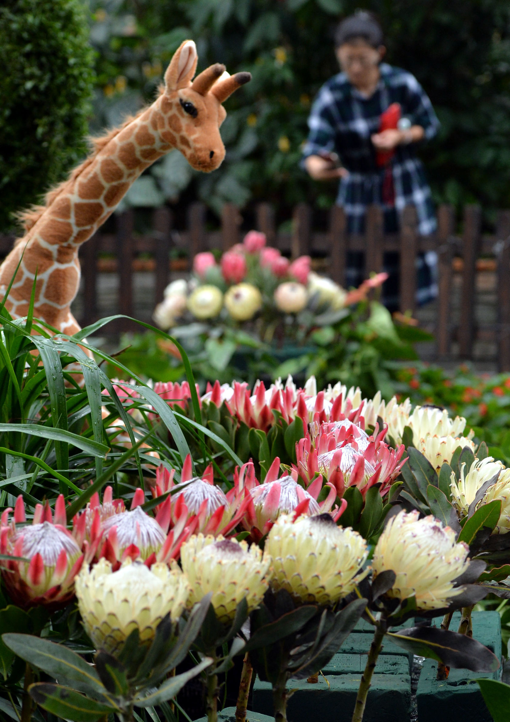 南非帝王花开花过程,南非帝王花单枝