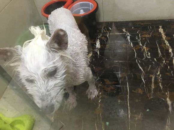 路边捡到一只萨摩耶,捡到萨摩耶有狗癣