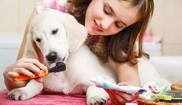 狗狗牙齿发黄怎么去除,狗狗牙齿黄怎么办